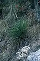 Yucca madrensis an steilem Hang in Mexiko