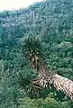 Yucca potosina zur Seite geneigte Pflanze in Mexiko