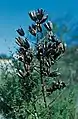 Yucca reverchonii mit verzweigtem Fruchtstand und trockenen geöffneten Kapselfrüchten in Texas