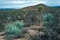 Blue-Yucca rigida und Yucca spec.