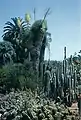 Altes Exemplar mit Blütenständen im Botanischen Garten in Huntington in Kalifornien
