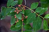 Früchte von Zanthoxylum piperitum