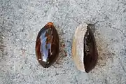 Große Sapote (Samen)