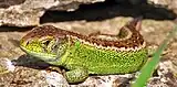 Männchen