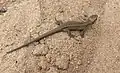 Zauneidechse im Jugendkleid auf Flugsand