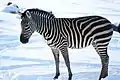 Steppenzebra (Equus quagga)