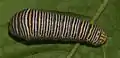 Dunkle Form der Raupe