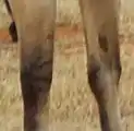 Am Vorderfußwurzelgelenk dieses Falben sind innen etwas dunklere Zebrastreifen zu erkennen