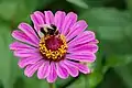 Dunkle Erdhummel