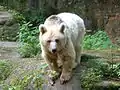 Syrischer Braunbär, 2006