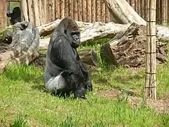 Der Westliche Flachlandgorilla Pesco im neuen Außengehege