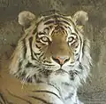 Sibirischer Tiger