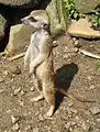 Erdmännchen