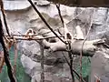 Weißhandgibbon