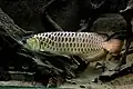 Asiatischer Gabelbart