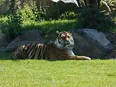Sumatra-Tiger