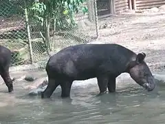 Flachlandtapir (Tapirus terrestris)