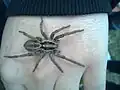 Weibchen auf der Hand