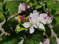 Blüten