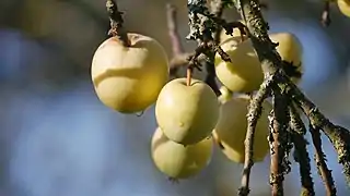 Früchte