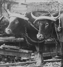 Ochsen mit Stirneinzeljochen, 1915