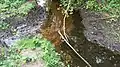 Zusammenfluss der Tarpenbek Ost (links) und der Tarpenbek-West (rechts) in die Gesamt-Tarpenbek (oben)