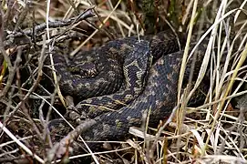Zwei Kreuzottern im Pietzmoor kurz vor der Häutung