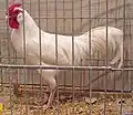 Weißer Hahn mit Rosenkamm