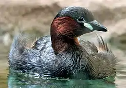 Zwergtaucher