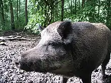 Wildschwein