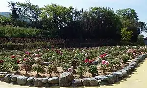 Pfingstrosengarten