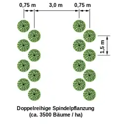 Doppelreihige Spindelpflanzung
