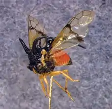 Cyphonia trifida, Sammlungspräparat, schwarzes Pronotum, roter Hinterleib, gelbe Beine.