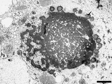 Nachkommenschaft des „Sputnik&nbsp;3“ Virophagen, produziert in einer Virusfabrik (VF) von Gruppe-A-Mimiviren. Balken 1&nbsp;µm.
