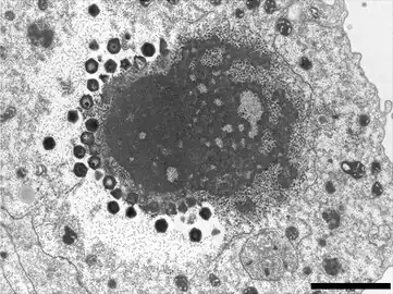 „Sputnik&nbsp;3“-Virophagen, produziert in einer VF von Courdo11 (Spezies Megavirus chilensis, Gruppe C-Mimiviren). Balken 2&nbsp;µm.